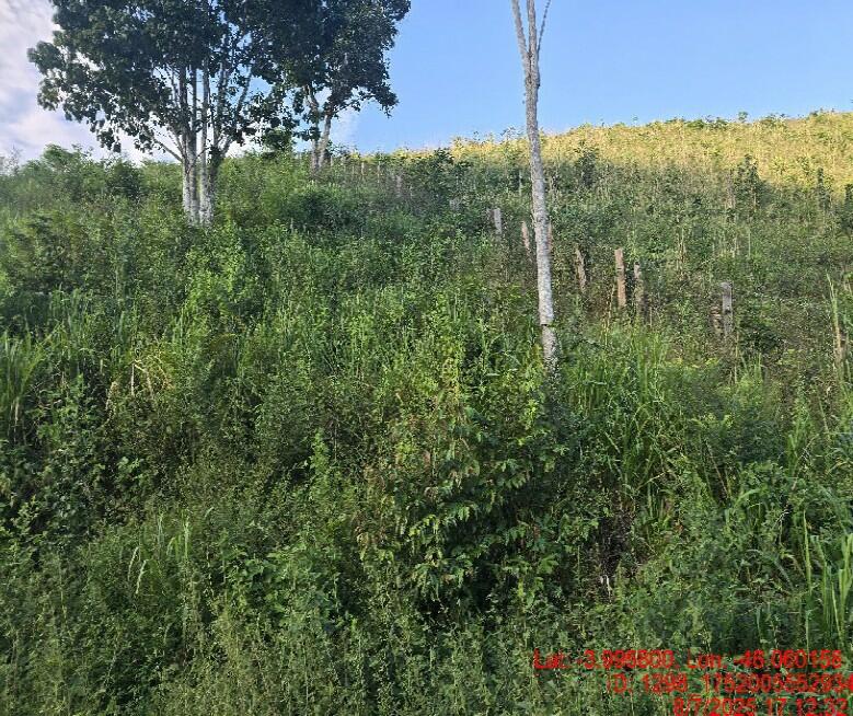 Foto 5 de 8: Area Rural em leilão em Alto Alegre Do Pindaré - MA — Imóvel Rural | Alto Alegre do Pindaré/MA