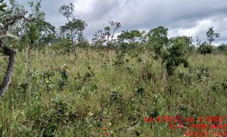 Foto 4 de 4: Area Rural em leilão em Darcinópolis - TO — Imóvel Rural | Darcinópolis/TO