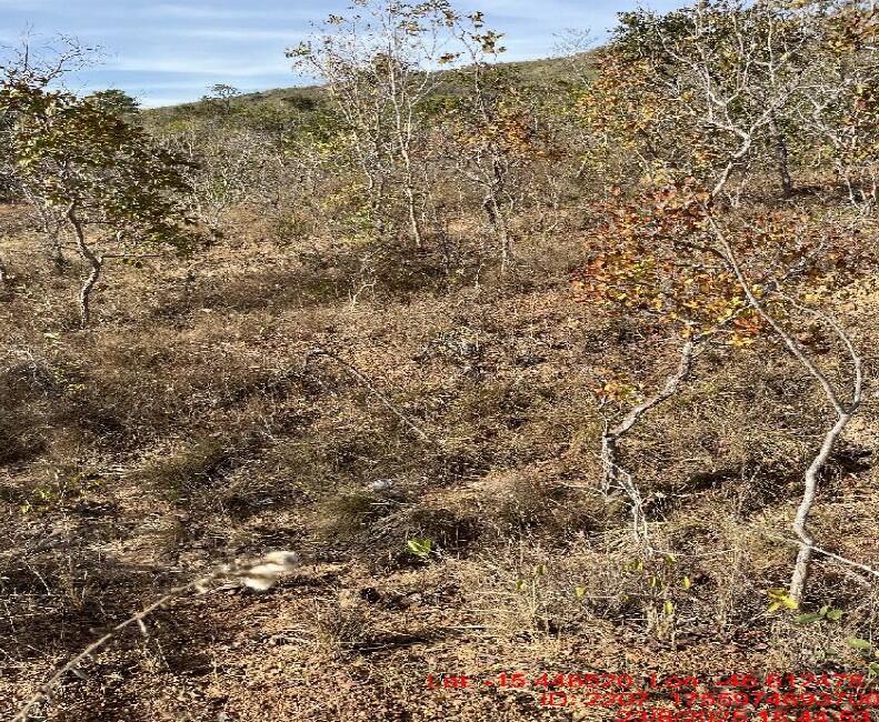 Foto 4 de 4: Area Rural em leilão em Buritis - MG — Imóvel Rural | Buritis/MG