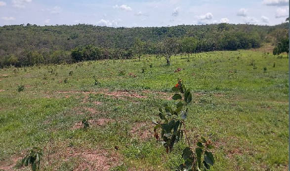 Foto 4 de 5: Area Rural em leilão em Ipameri - GO — Imóvel Rural | Ipameri/GO