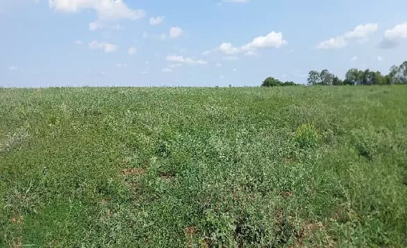 Foto 5 de 5: Area Rural em leilão em Ipameri - GO — Imóvel Rural | Ipameri/GO