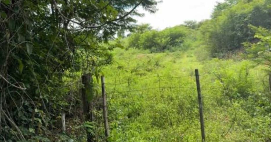 Foto 3 de 4: Area Rural em leilão em Muricilândia - TO — Imóvel Rural | Muricilândia/TO