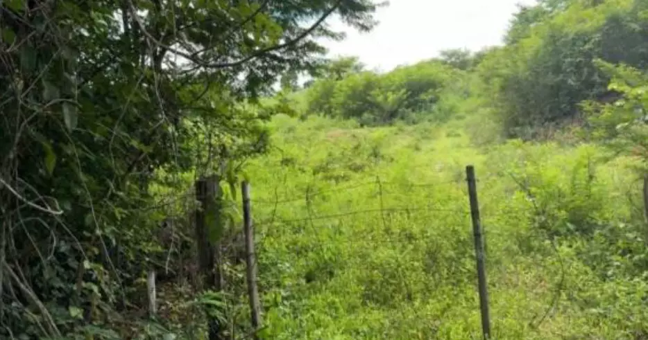 Foto 1 de 4: Area Rural em leilão em Muricilândia - TO — Imóvel Rural | Muricilândia/TO