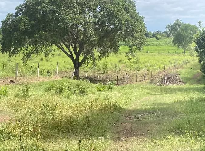 Foto 5 de 5: Area Rural em leilão em Angico - TO — Imóvel Rural | Angico/TO