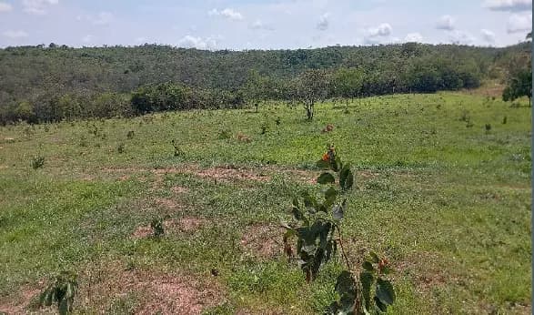 Foto 3 de 4: Area Rural em leilão em Ipameri - GO — Imóvel Rural | Ipameri/GO