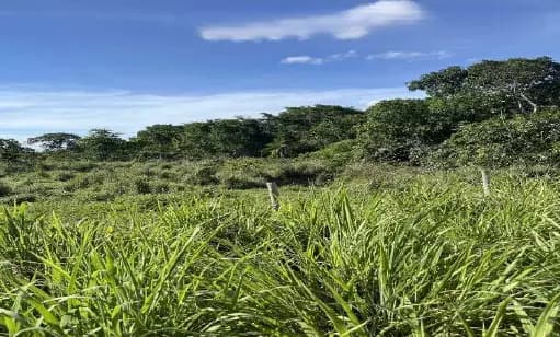 Foto 1 de 4: Area Rural em leilão em Mara Rosa - GO — Imóvel Rural | Mara Rosa/GO