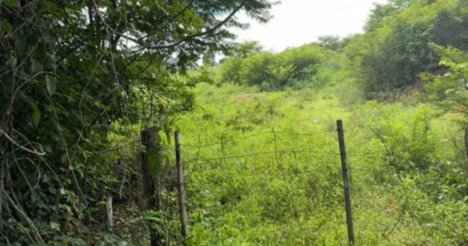 Foto 4 de 4: Area Rural em leilão em Muricilândia - TO — Imóvel Rural | Muricilândia/TO