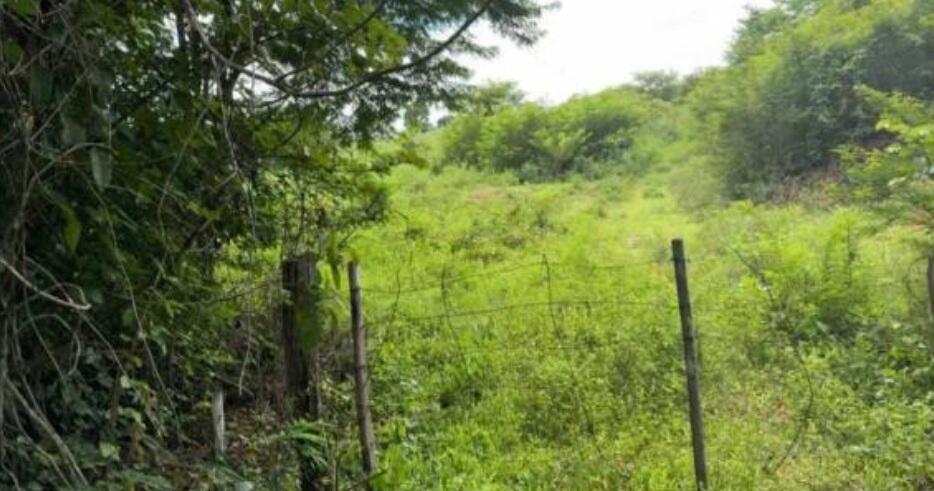 Foto 1 de 4: Area Rural em leilão em Muricilândia - TO — Imóvel Rural | Muricilândia/TO