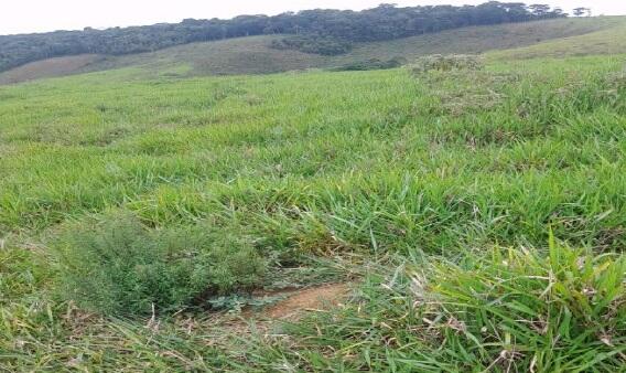Foto 3 de 4: Area Rural em leilão em Juiz De Fora - MG — Imóvel Rural | Juiz de Fora/MG