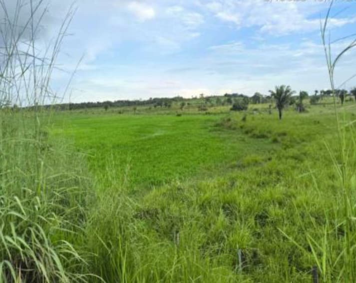 Foto 3 de 4: Area Rural em leilão em Maranhãozinho - MA, bairro Zona Rural — Imóvel Rural | Maranhãozinho/MA