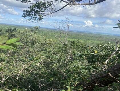 Foto 2 de 4: Area Rural em leilão em Riachão - MA — Imóvel Rural | Riachão/MA