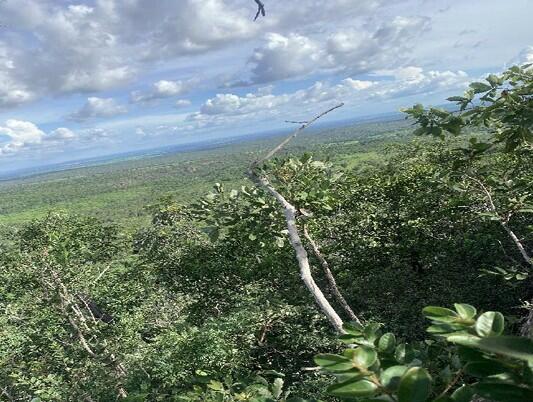 Foto 3 de 4: Area Rural em leilão em Riachão - MA — Imóvel Rural | Riachão/MA