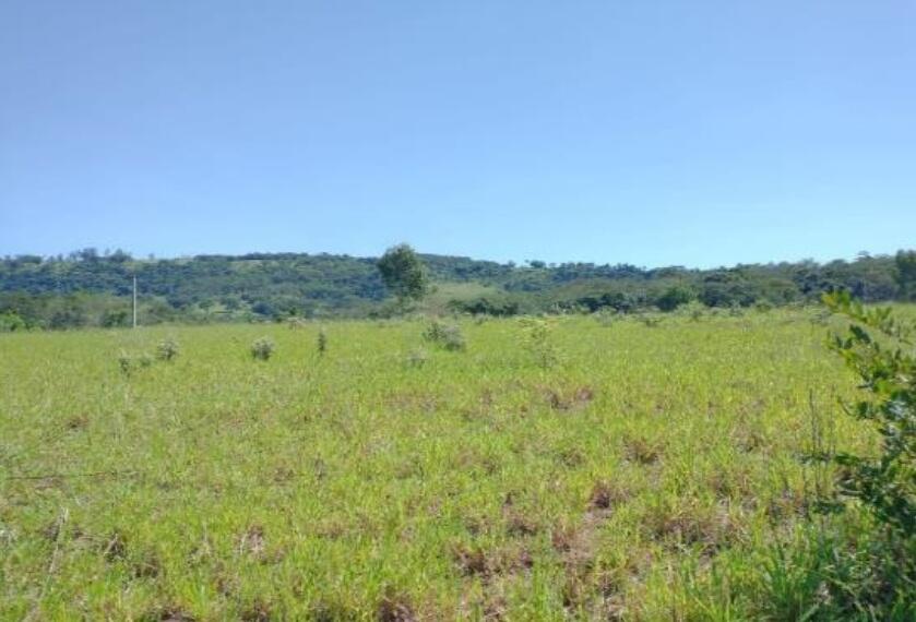 Foto 3 de 4: Area Rural em leilão em São Simão - SP — Imóvel Rural | São Simão/SP