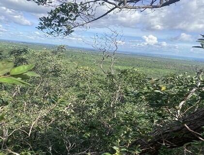 Foto 2 de 4: Area Rural em leilão em Riachão - MA — Imóvel Rural | Riachão/MA