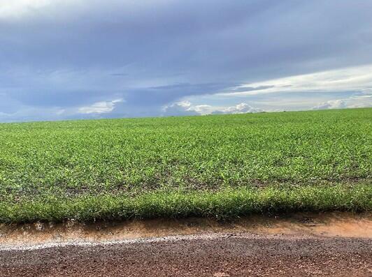 Foto 1 de 4: Area Rural em leilão em Riachão - MA — Imóvel Rural | Riachão/MA
