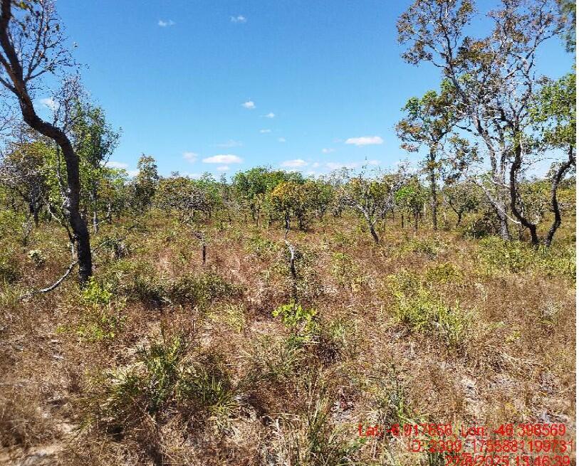 Foto 3 de 8: Area Rural em leilão em São Pedro Dos Crentes - MA, bairro Data Santo Antonio — Imóvel Rural | São Pedro dos Crentes/MA