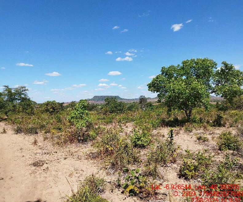 Foto 6 de 8: Area Rural em leilão em São Pedro Dos Crentes - MA, bairro Data Santo Antonio — Imóvel Rural | São Pedro dos Crentes/MA
