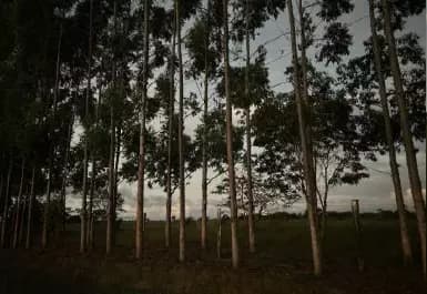 Foto 1 de 4: Area Rural em leilão em Ribeirão Do Largo - BA — Imóvel Rural | Ribeirão do Largo/BA