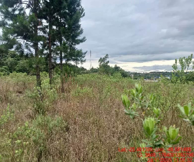 Foto 4 de 4: Area Rural em leilão em Balsa Nova - PR — Imóvel Rural | Balsa Nova/PR