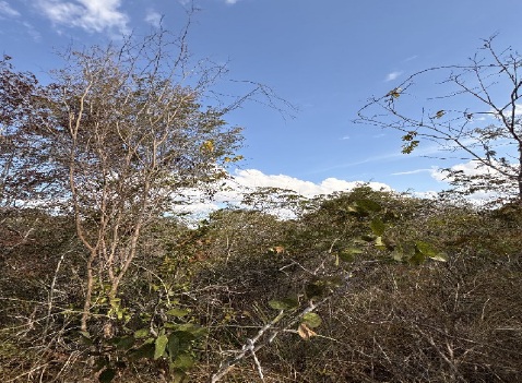 Foto 4 de 9: Area Rural em leilão em Rio Pardo De Minas - MG — Imóvel Rural | Rio Pardo de Minas/MG