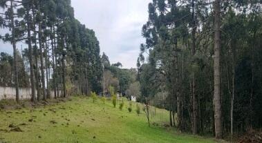 Foto 5 de 8: Area Rural em leilão em São José Dos Pinhais - PR — Imóvel Rural | São José dos Pinhais/PR