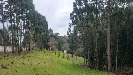 Foto 8 de 8: Area Rural em leilão em São José Dos Pinhais - PR — Imóvel Rural | São José dos Pinhais/PR