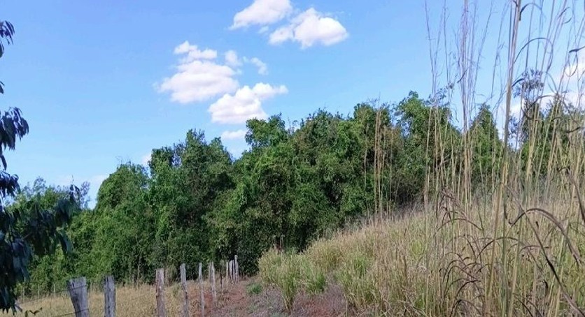Foto 3 de 4: Area Rural em leilão em Sítio Novo - MA — Imóvel Rural | Sítio Novo/MA