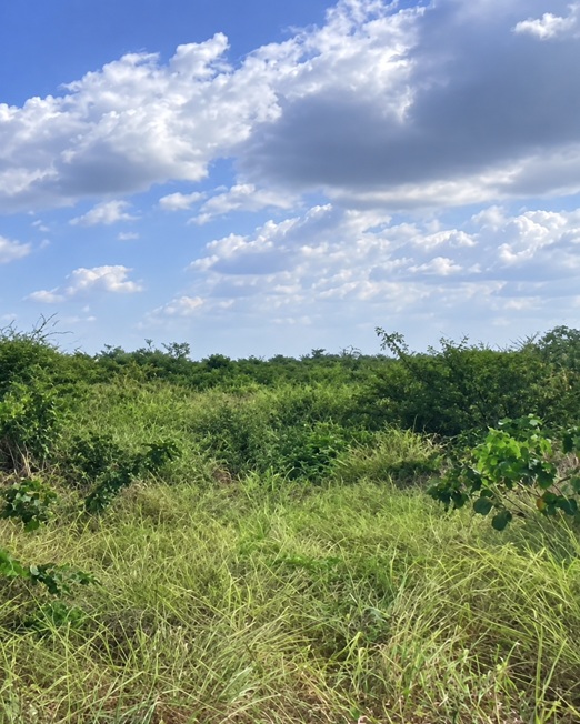 Foto 4 de 4: Area Rural em leilão em Bela Vista Do Maranhão - MA — Imóvel Rural | Bela Vista do Maranhão/MA