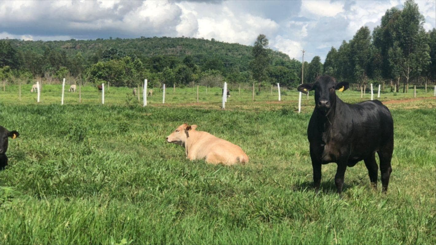 Imóvel em leilão em Parnamirim - RN — Imóvel denominado Baixa Grande ou Angicos, com 662 hectares.