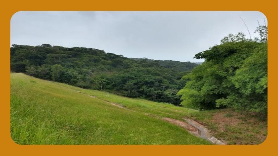 Foto 1 de 2: Area Rural em leilão em Matriz De Camaragibe - AL — FAZENDA CANOAS, SITUADO NA ZONA RURAL, MUNICÍPIO DE MATRIZ DE CAMARAGIBE/AL, COM 130 HECTARES. CONTATO DO VENDEDOR (81) 99680-0102