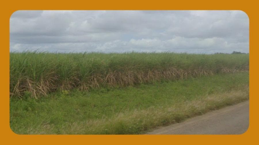 Foto 1 de 2: Area Rural em leilão em Sapé - PB — IMÓVEL RURAL DENOMINADO FAZENDA ZUMBI, À ESQUERDA DA RODOVIA PB-041 (NO SENTIDO SAPÉ-CAPIM), SAPÉ/PB. COM ÁREA DE 233 HECTARES, SENDO AS TERRAS DESTINADA AO PLANTIO DE CANA-DE-AÇUCAR.