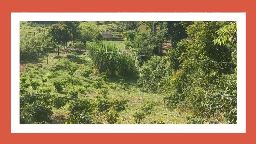 Foto 1 de 2: Area Rural em leilão em Monte Alegre Do Sul - SP, bairro Forquilha — IMÓVEL DENOMINADO SÍTIO SÃO CRISTOVÃO, DESIGNADO GLEBA C, DESMEMBRADO DO SÍTIO SÃO JOÃO, BAIRRO FORQUILHA, MONTE ALEGRE DO SUL-SP COM ÁREA MEDINDO 3,6 HECTARES SEGUNDO O RGI. --