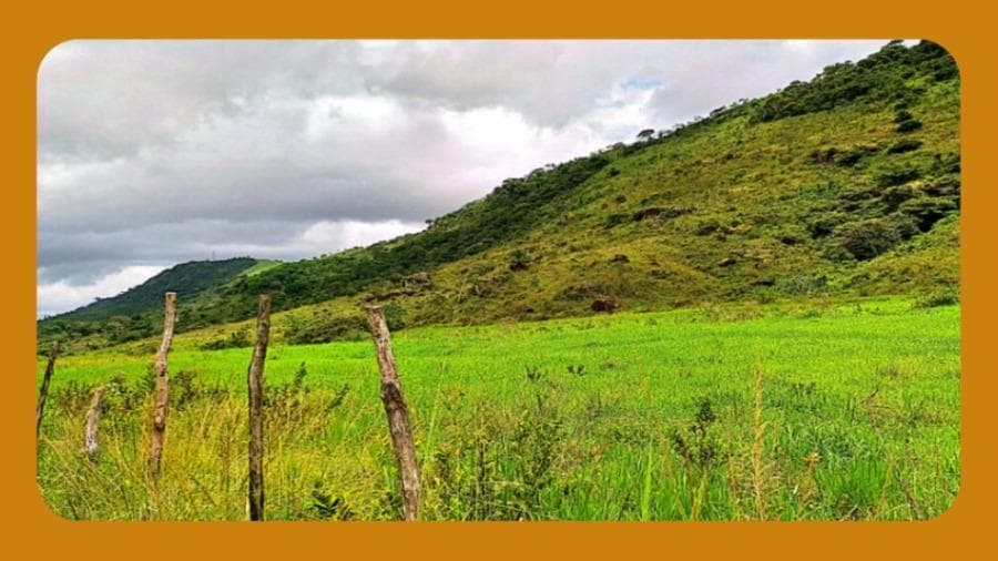 Foto 1 de 3: Area Rural em leilão em Cabo De Santo Agostinho - PE — ENGENHO SANTA RITA, CABO DE SANTO AGOSTINHO/PE. COM ÁREA DE 162,50 HECTARES --
