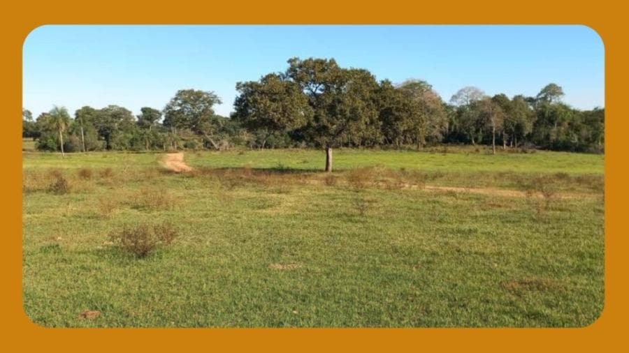 Foto 1 de 2: Area Rural em leilão em Caracol - MS, bairro Centro — 70HA DE TERRAS PASTAIS E LAVRADIAS, PARTE DA FAZENDA BARREIRO PRETO, CARACOL/MS.__