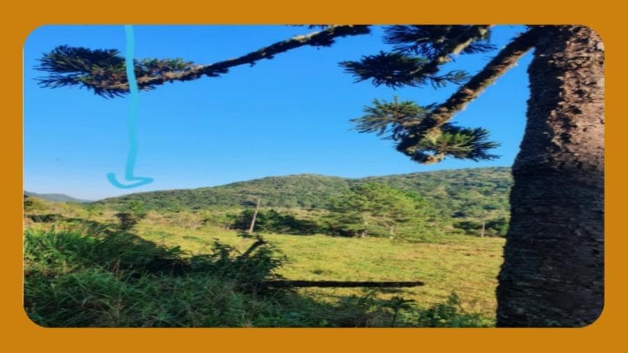 Foto 1 de 2: Area Rural em leilão em São Francisco De Paula - RS — ÁREA DE TERRAS DE CULTURA, CONSTITUÍDA DE PARTE DO LOTE 22, LOCALIZADO NA LINHA SÃO JACOB, NO DISTRITO DE RINCÃO DOS KROEFF, MUNICÍPIO DE SÃO FRANCISCO D PAULA/RS. ÁREA TOTAL DE 127.500,00 M²
