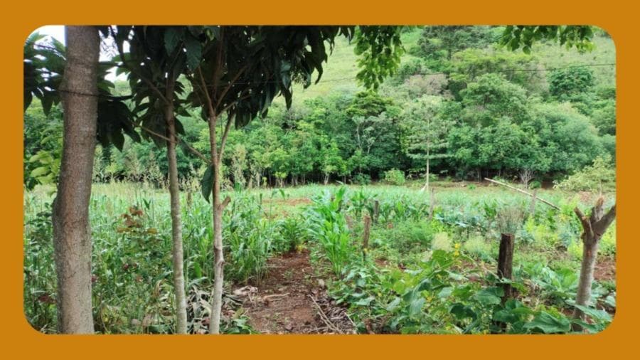 Foto 4 de 5: Area Rural em leilão em Santa Izabel Do Oeste - PR — LOTE RURAL Nº 178, DA GLEBA 33-AM DO NÚCLEO AMPÉRE, DA COLÔNIA MISSÕES DO MUNICÍPIO DE SANTA IZABEL DO OESTE/PR. COM UMA ÁREA TOTAL DE 29.000M². __
