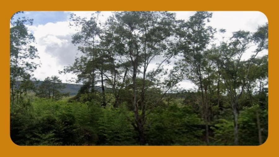 Foto 1 de 2: Terreno em leilão em Nova Lima - MG — TERRENO COM ÁREA APROXIMADA DE 7.000,00 M², SITUADO NO LOTEAMENTO ESTÂNCIA SERRANA, NOVA LIMA/MG, COBERTO POR MATA, NA ALAMEDA DOS SABIÁS.__