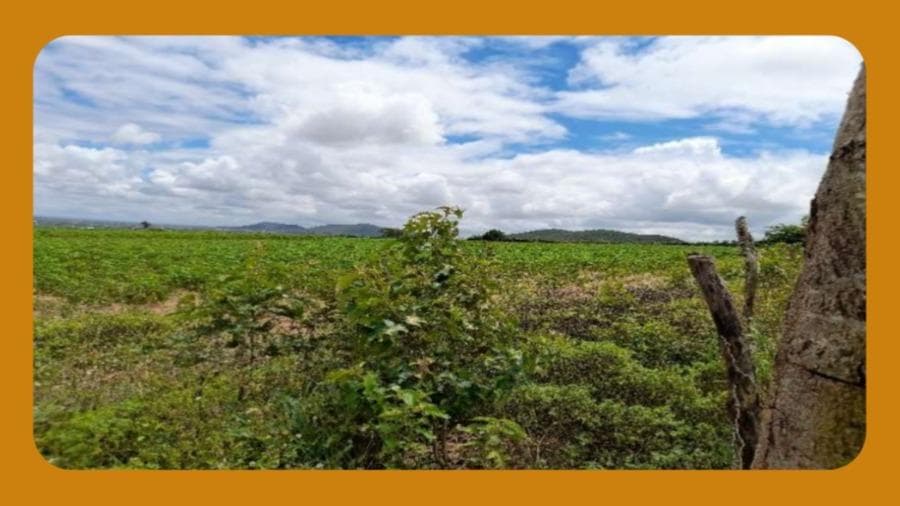 Foto 1 de 3: Area Rural em leilão em Girau Do Ponciano - AL — IMÓVEL RURAL DENOMINADO MATA D¿ ÁGUA, NO MUNICIPIO DE GIRAU DO PONCIANO/AL. COM ÁREA DE 5,1532 HA.  __
