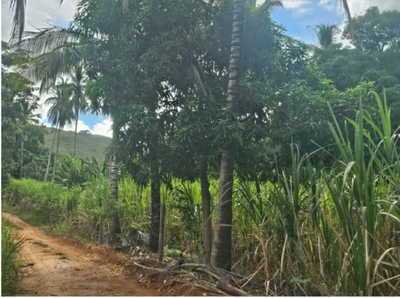 Foto 1 de 10: Area Rural em leilão em Alegre - ES — LOTE 001 Imóvel em Alegre-ES