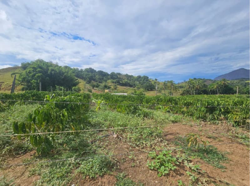 Foto 4 de 10: Area Rural em leilão em Alegre - ES — LOTE 001 Imóvel em Alegre-ES