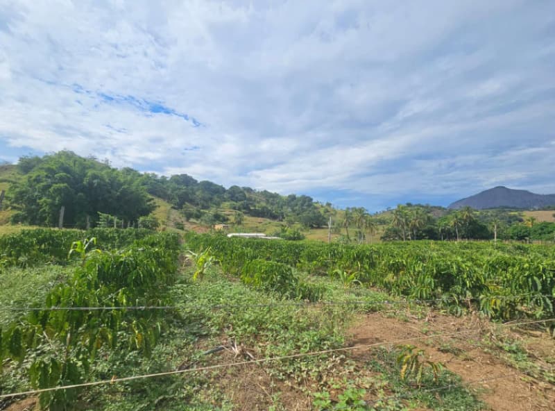 Foto 6 de 10: Area Rural em leilão em Alegre - ES — LOTE 001 Imóvel em Alegre-ES