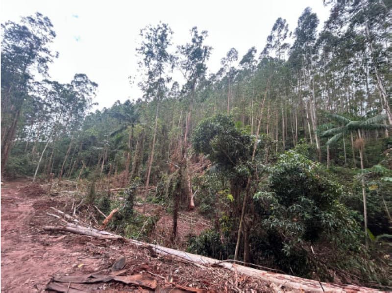 Foto 6 de 12: Terreno em leilão em Afonso Cláudio - ES — LOTE 001 Terreno com área de 423.707,70m²