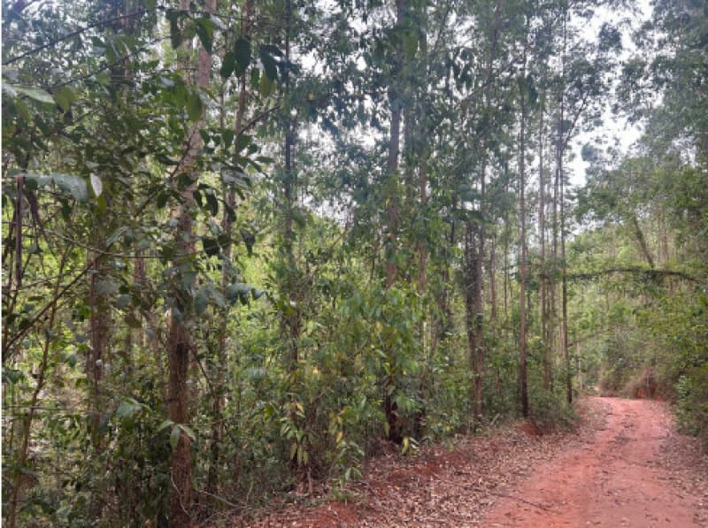 Foto 8 de 12: Terreno em leilão em Afonso Cláudio - ES — LOTE 001 Terreno com área de 423.707,70m²