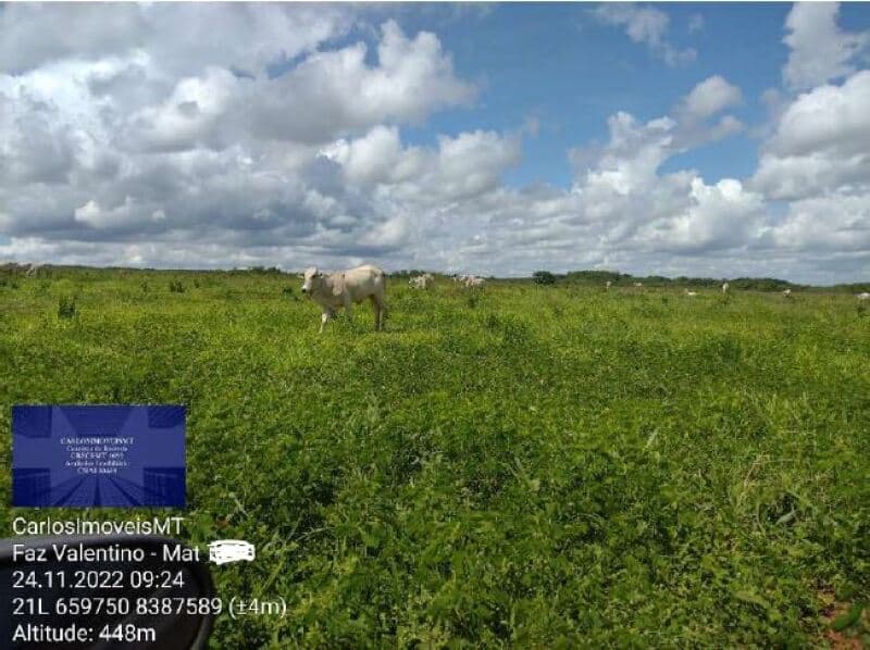 Foto 7 de 41: Area Rural em leilão em Rosário Oeste - MT — LOTE 001 IMÓVEL RURAL COM ÁREA DE 1.899,2700HAS, "FAZENDA VALENTINO", EM ROSÁRIO OESTE/MT