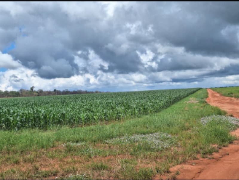 Foto 5 de 12: Area Rural em leilão em São José Do Rio Claro - MT — LOTE 001 LEILÃO JUDICIAL -2 VARA DE SÃO JOSÉ DO RIO CLARO GLEBA MASSAPÊ 24,20 HA