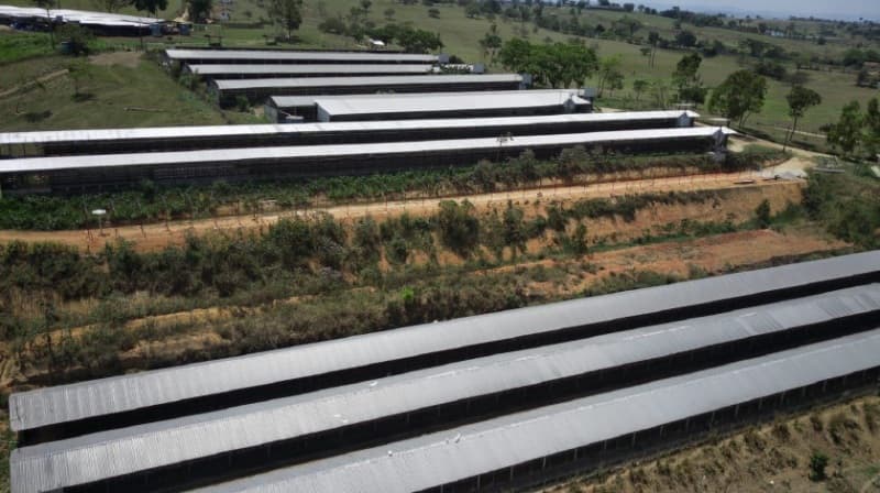Foto 2 de 5: Area Rural em leilão em Bonito - PE, bairro Riacho Seco — LOTE 001 GRANJA COM 17 HECTARES, LOCALIZADO NO RIACHO SECO, BONITO-PE