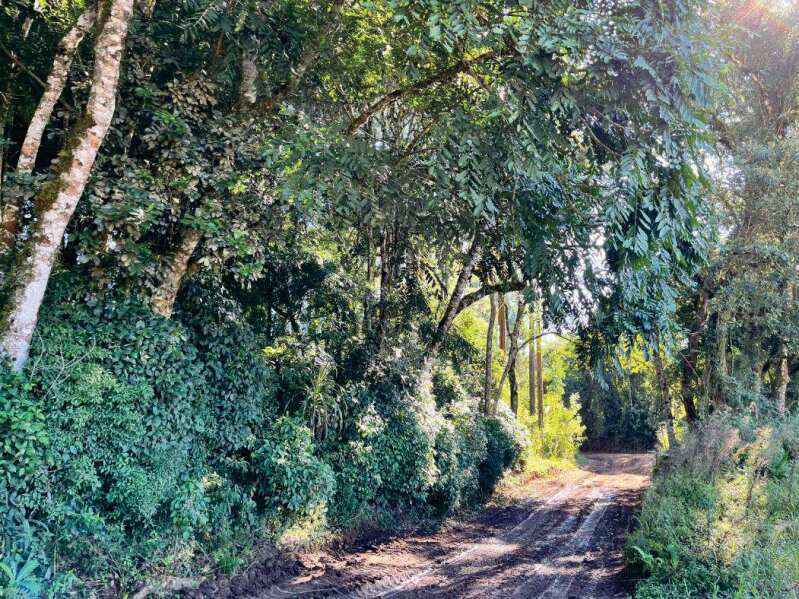 Foto 6 de 11: Area Rural em leilão em Mafra - SC — LOTE 008 IMÓVEL RURAL COM 107.690,00m2 EM MAFRA (SIGEP 159)