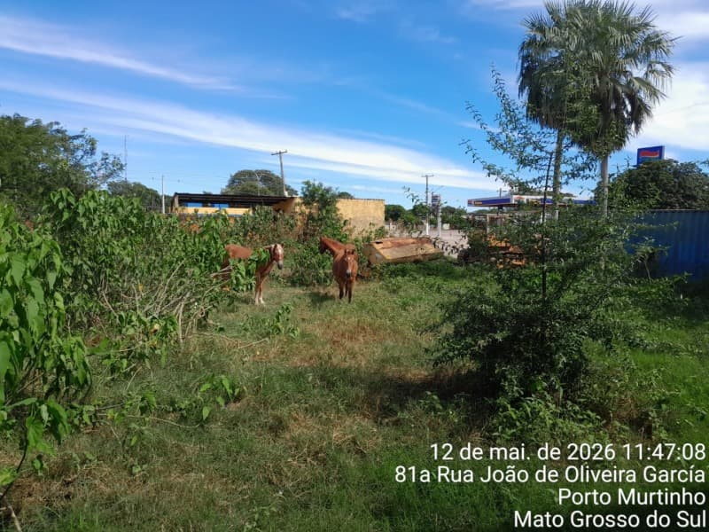 Foto 3 de 22: Terreno em leilão em Porto Murtinho - MS — LOTE 001 03 IMÓVEIS (LOTE ÚNICO) EM PORTO MURTINHO/MS