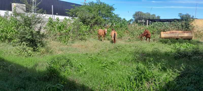 Foto 11 de 22: Terreno em leilão em Porto Murtinho - MS — LOTE 001 03 IMÓVEIS (LOTE ÚNICO) EM PORTO MURTINHO/MS