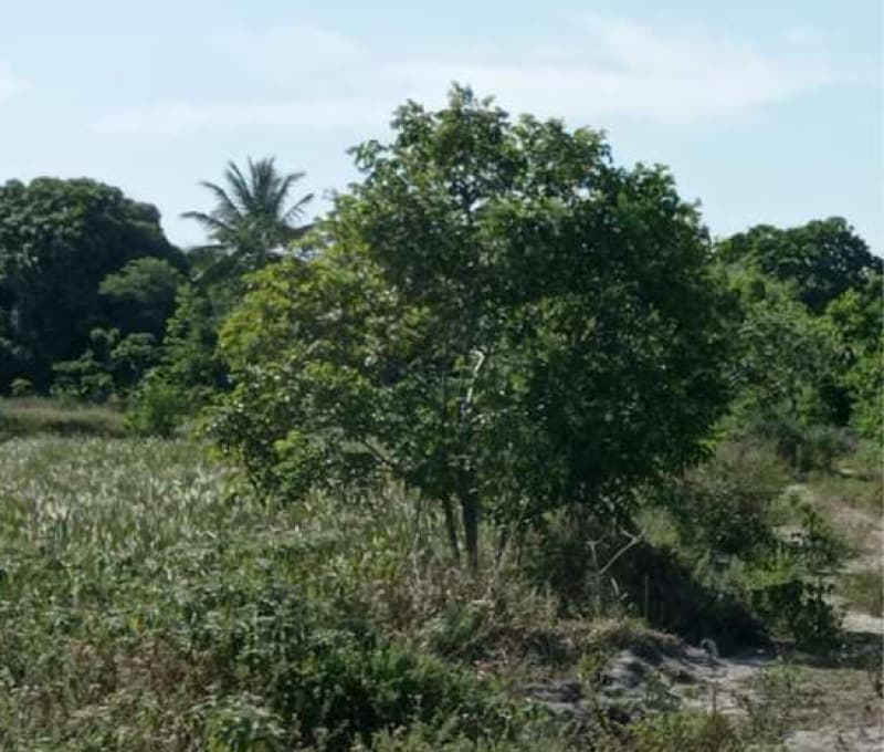 Foto 4 de 4: Terreno em leilão em Aracaju - SE — LOTE 001 LOTE - LOTEAMENTO JARDIM RECREIO - BAIRRO SANTA MARIA - ARACAJU/SE